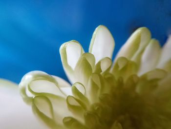 Close-up of white flowers