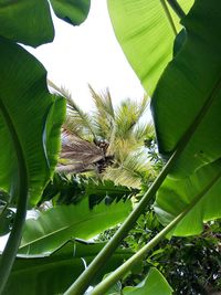 Close-up of butterfly on plant