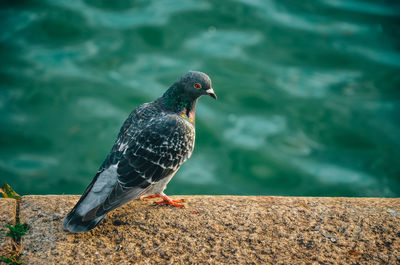 Close-up of bird perching on a wall