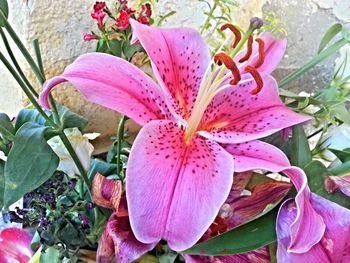 Close-up of pink flower