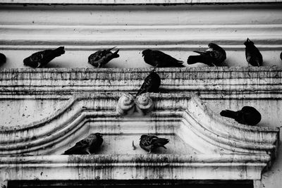 View of birds in sea