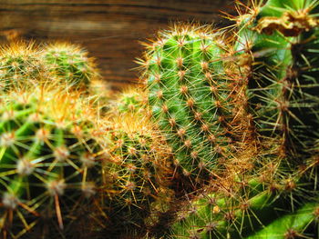 Close-up of cactus plant growing on field