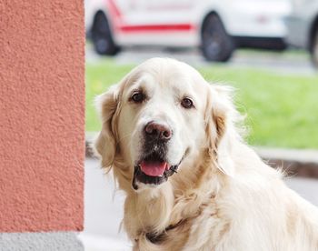 Portrait of dog looking at camera