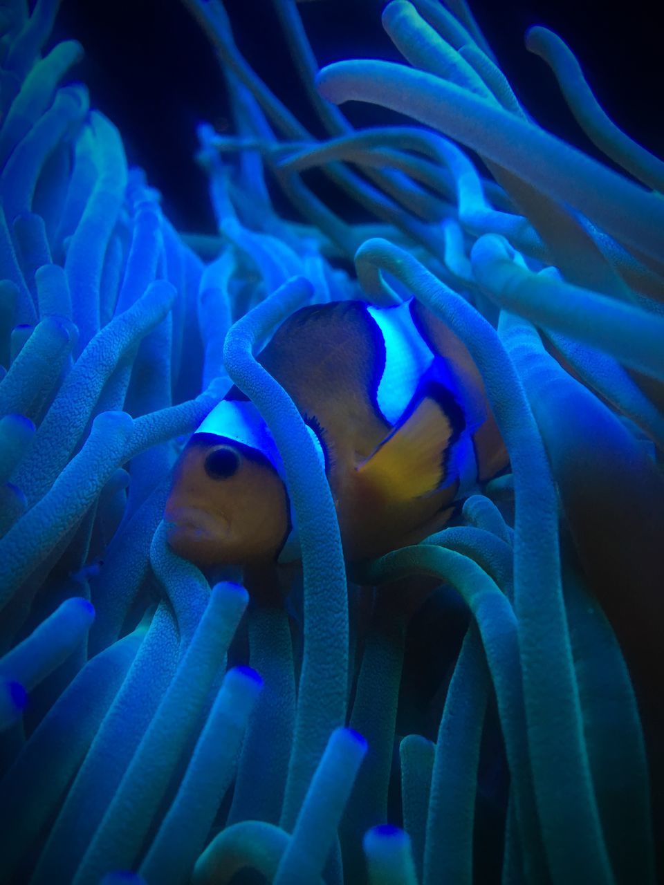 VIEW OF CORAL SWIMMING UNDERWATER