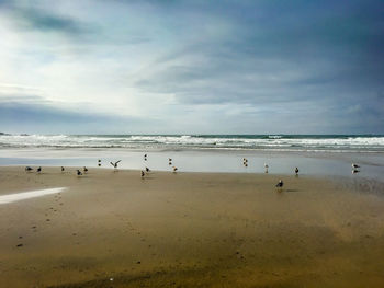 Flock of birds on beach against sky