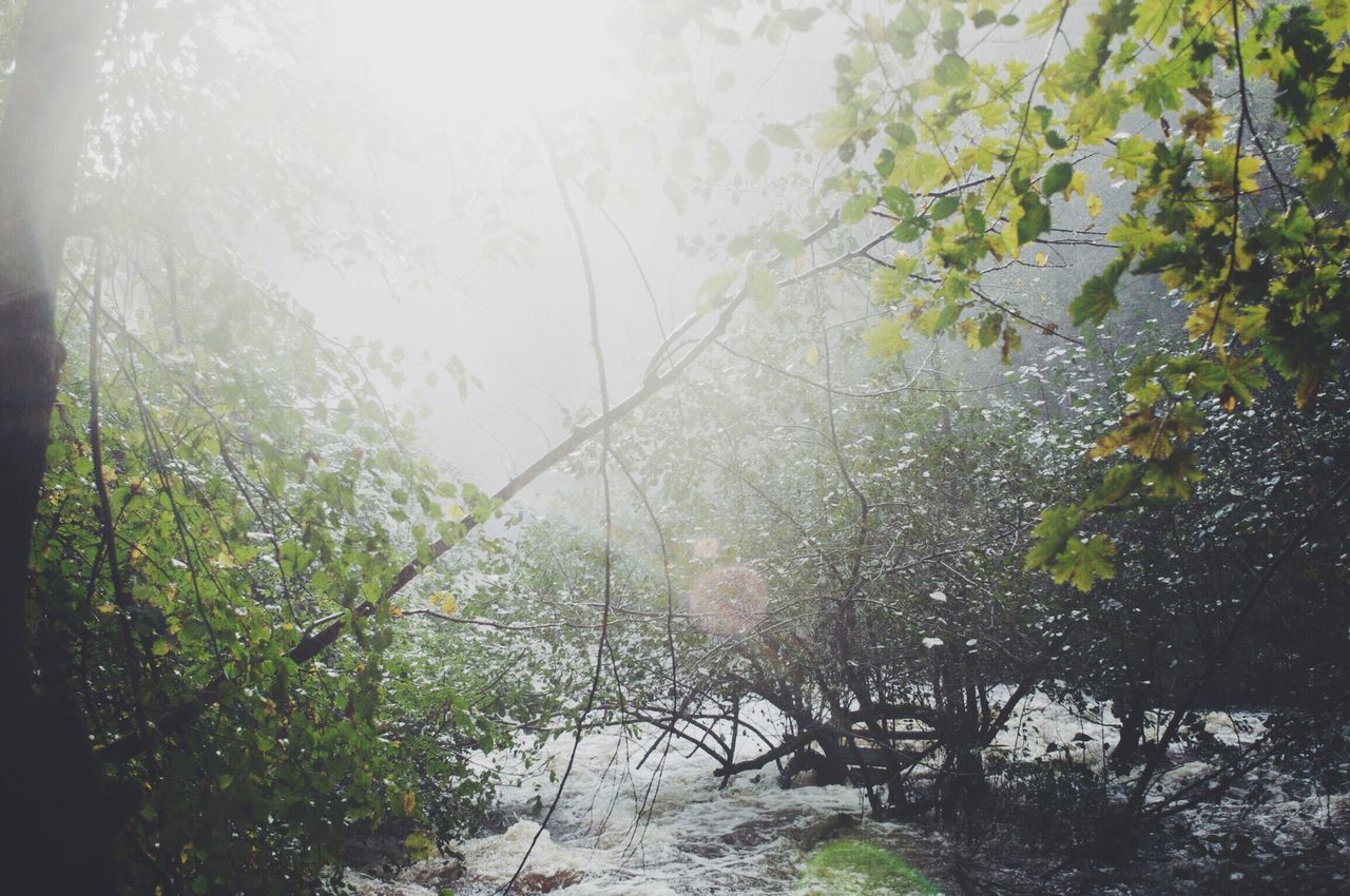 tree, sun, tranquility, growth, sunlight, sunbeam, nature, beauty in nature, tranquil scene, lens flare, water, scenics, forest, branch, plant, day, green color, idyllic, outdoors, no people