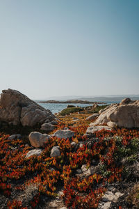 Scenic view of sea against clear sky