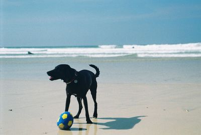 Dog on beach by sea against sky