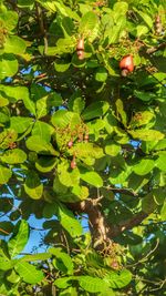 Plant growing on tree