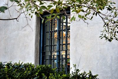 Plants growing by building