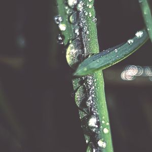 Close-up of wet plant