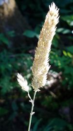 Close-up of white flowers