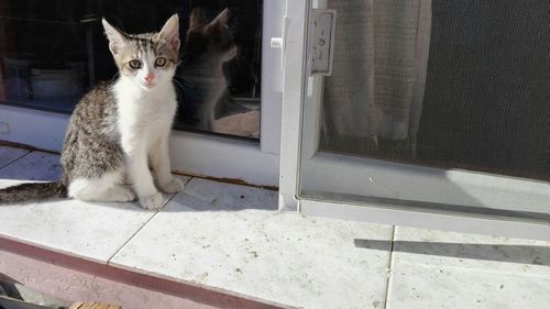 Portrait of cat sitting outdoors