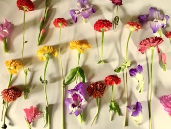 Flowers on white background