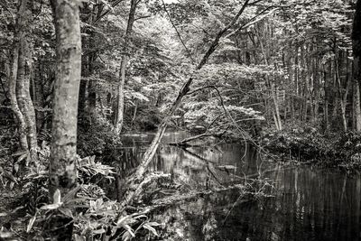 View of tree trunks in forest