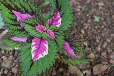 High angle view of pink leaves on field