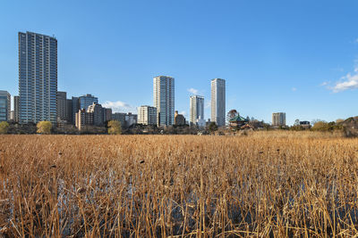 Dried lotus flowers in the pond of the kaneiji temple with in background the bentendo hall 