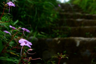 Close-up of flowers blooming outdoors