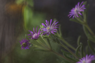 Close-up of purple flowers blooming outdoors