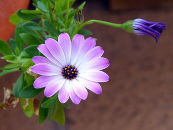 Close-up of purple flower