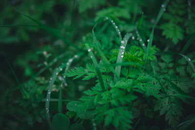 Close-up of raindrops on grass