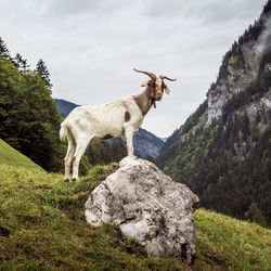 View of goat standing on rock