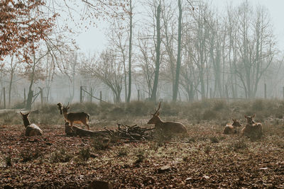 Deer in forest