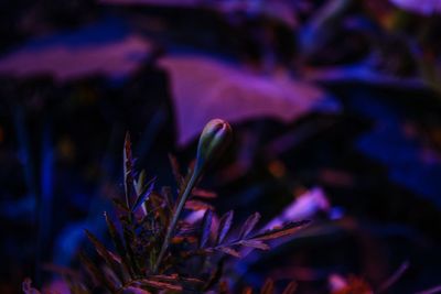 Close-up of purple flowering plant