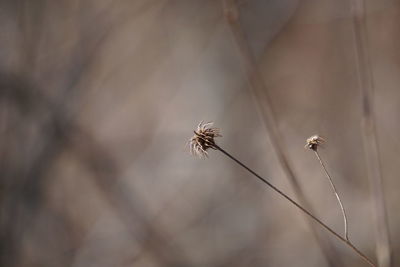 Close-up of dried plant