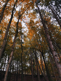 Low angle view of trees in forest during autumn