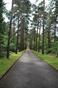 Road amidst trees in forest