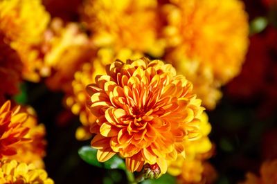 Close-up of orange flower blooming outdoors