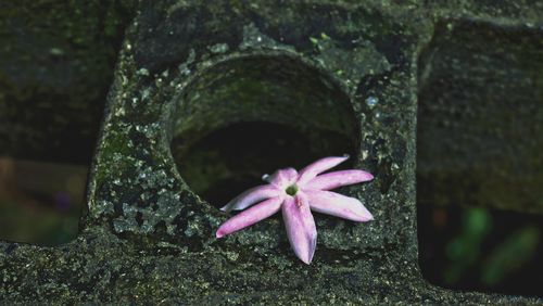 Close-up of pink flowers blooming outdoors