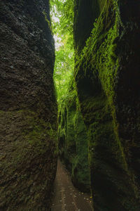 View of trees growing in forest