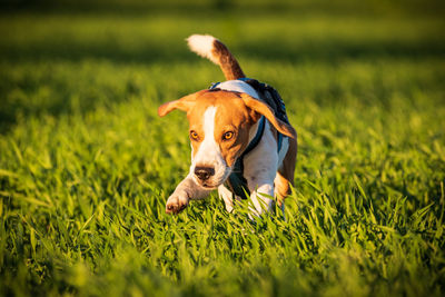 Portrait of dog on field