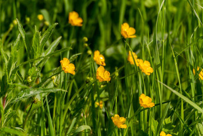 Close-up of yellow flowering plants on field