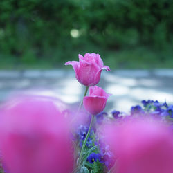 Close-up of pink flowering plant