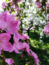 Close-up of pink flowers