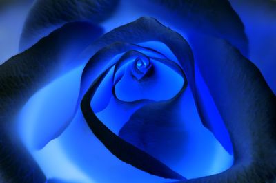 Close-up of rose in blue water