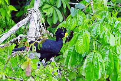 High angle view of bird perching on plant