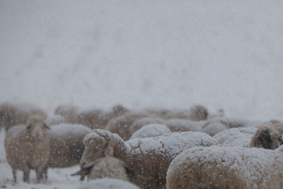 Flock of sheep outdoors in winter