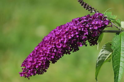 Close-up of purple blossom