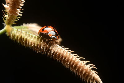 Close-up of caterpillar