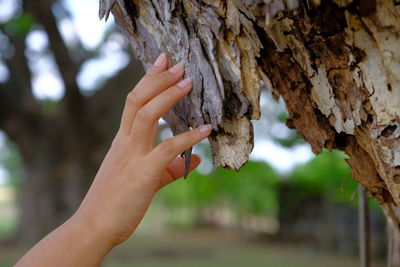 Cropped hand holding dead tree trunk