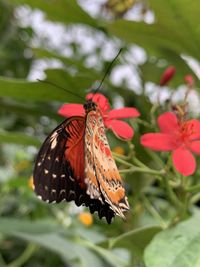 Close-up of butterfly pollinating on flower