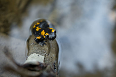 Close-up of ladybug