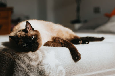 Portrait of cat lying on bed at home