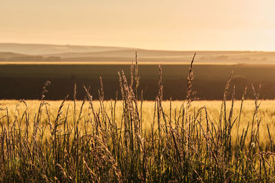 Scenic view of field against sky during sunset