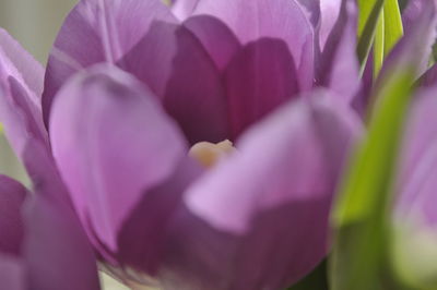 Close-up of purple flowering plant