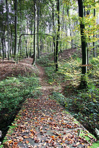 View of bamboo trees in forest